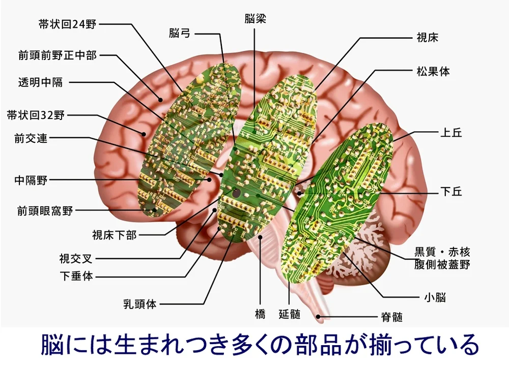 発達障害 西焼津クリニック 静岡の心療内科 精神科 アレルギーと乳酸菌の研究 思春期外来 更年期障害の治療 産業医