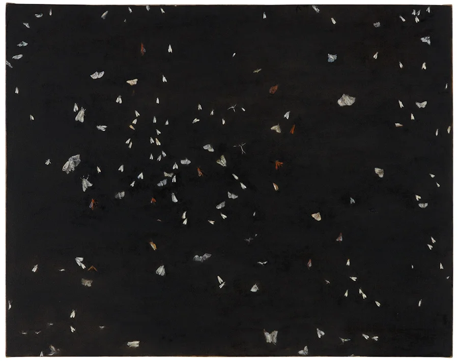 Everyday Insects