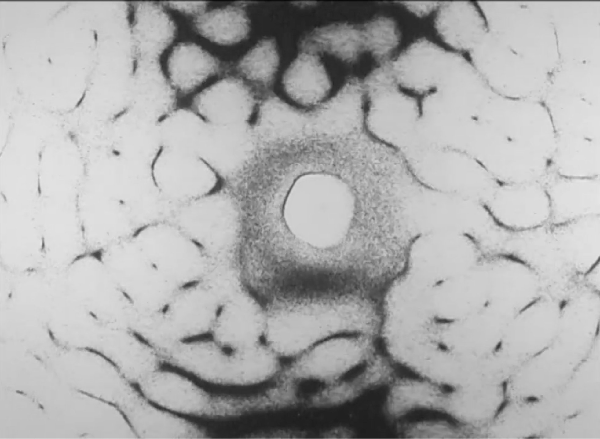 Medaliony-©Dorota-Mytych-2025-6.jpg