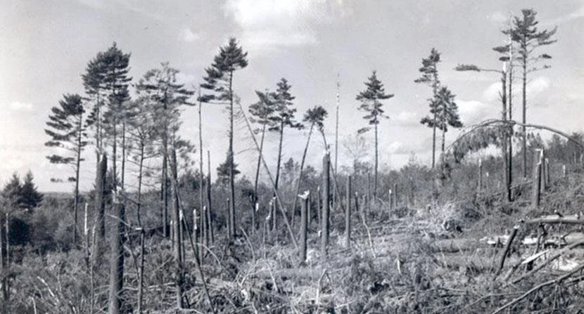 ForestJournal_Wind-damage-from-%2738-hurricane_NHDFL.jpg