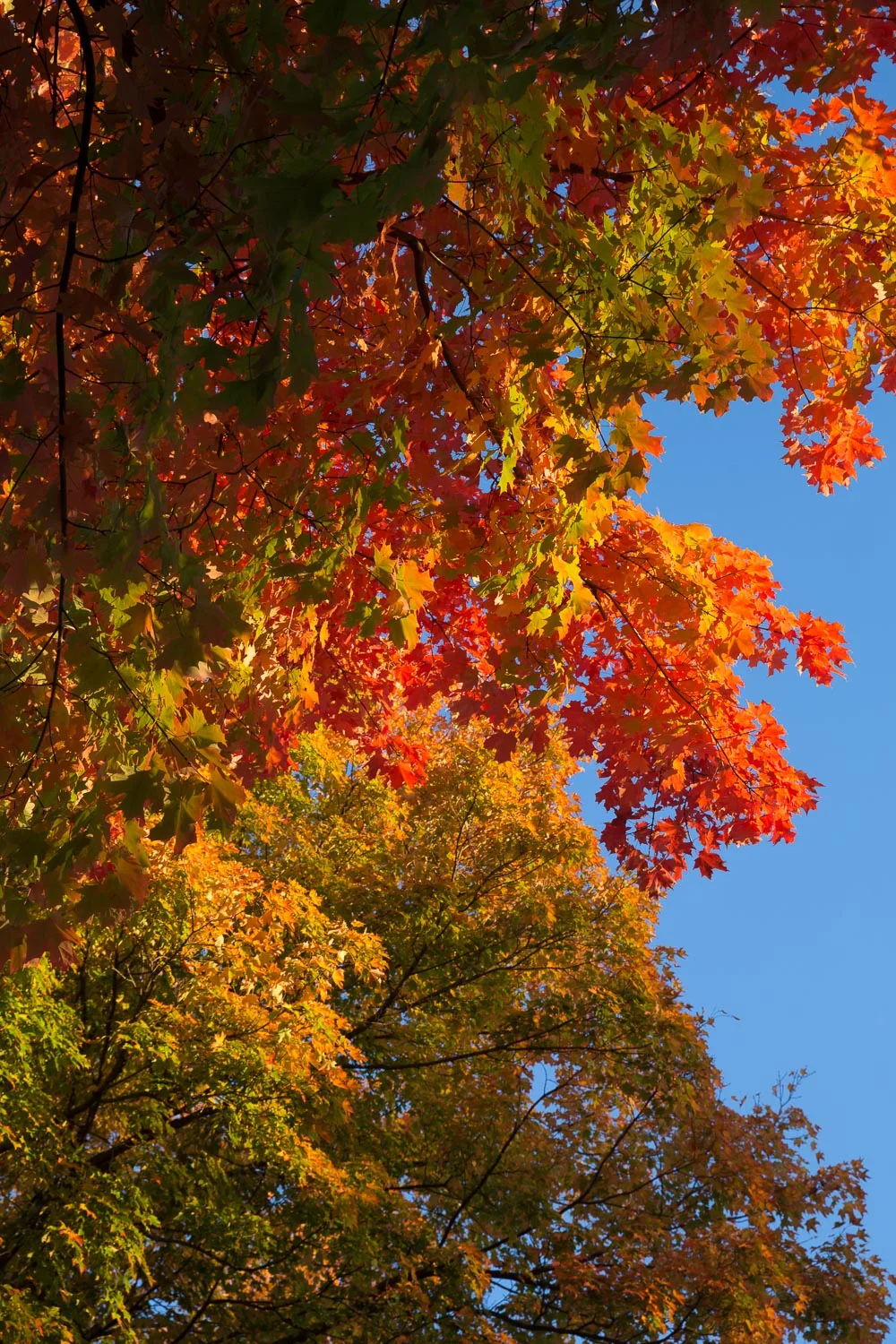 2016-10-22_redtree_IMG_4568.jpg