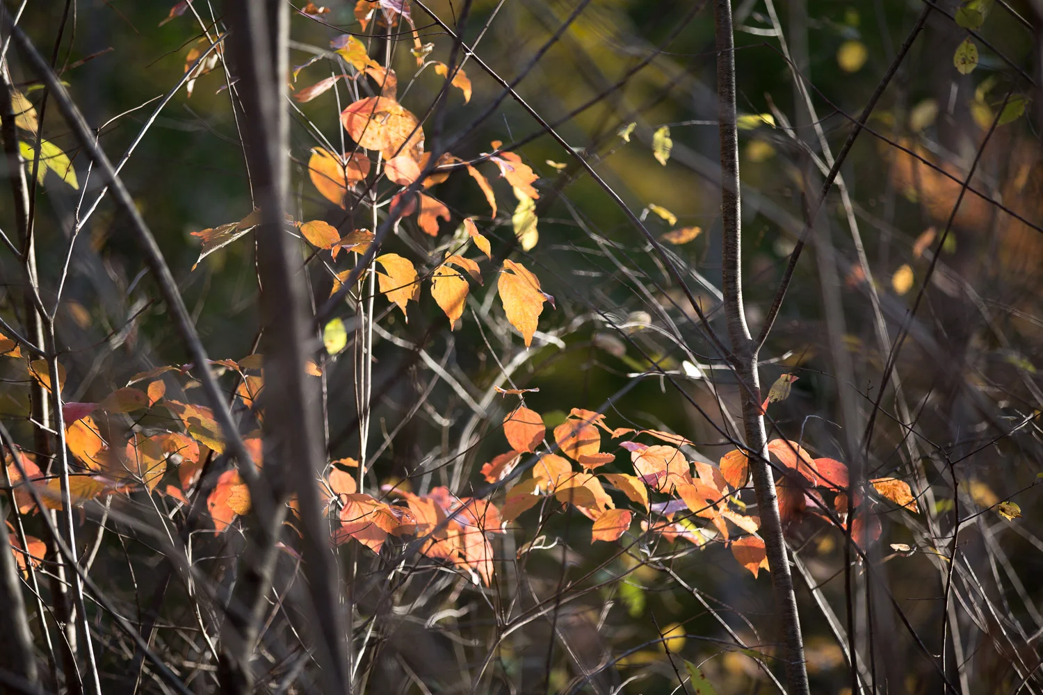 2016-10-29_Highbanks_IMG_5114.jpg