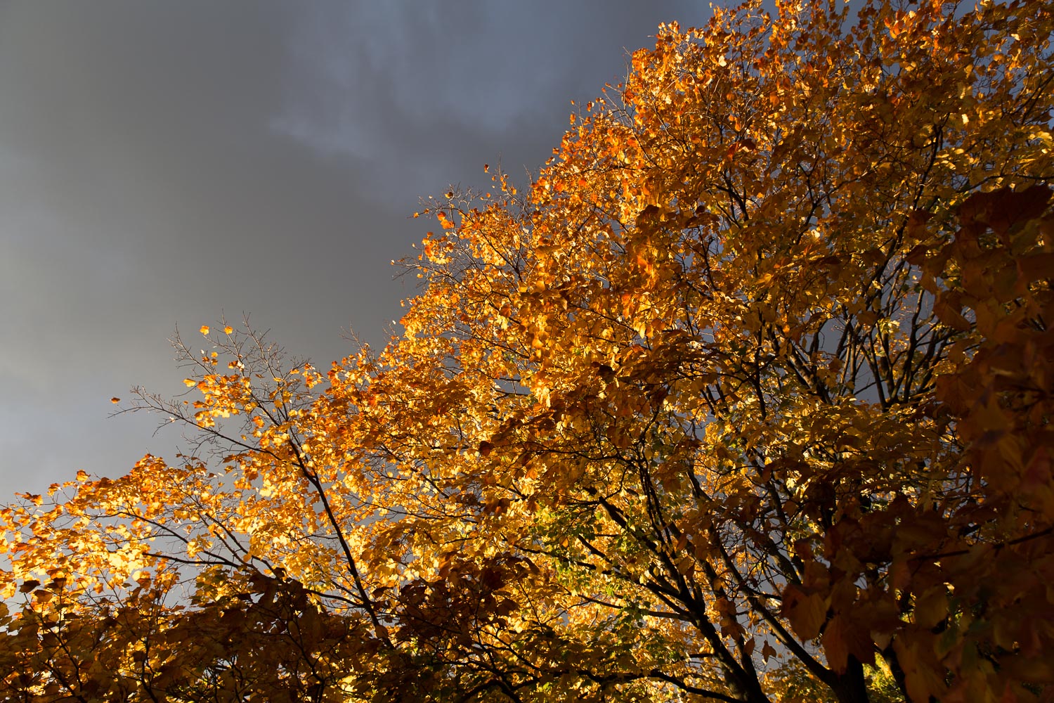 2016-10-21_fall_IMG_4523.jpg
