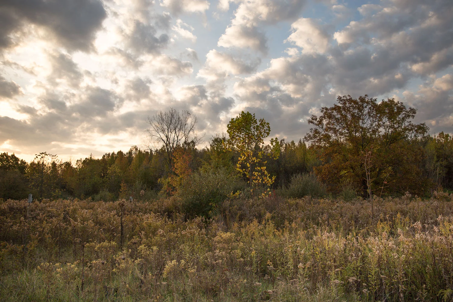 2016-10-29_Highbanks_IMG_5059.jpg