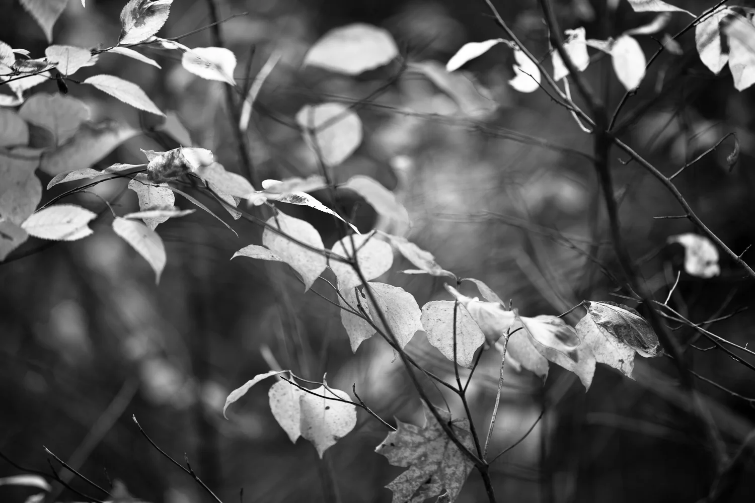 2016-10-29_Highbanks_IMG_5106.jpg