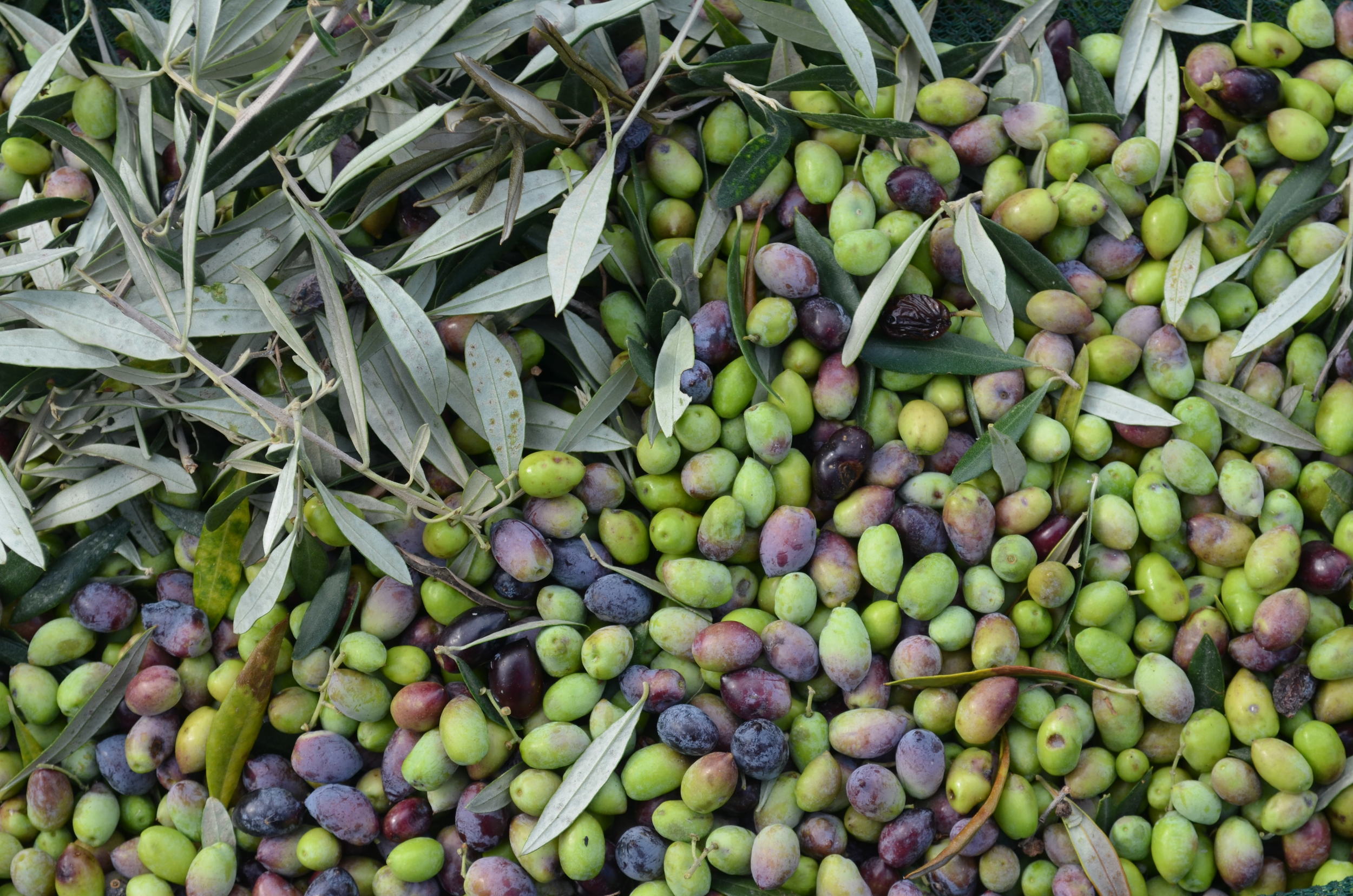 OhliveME Organic Extra Virgin Olive Oil Greece Crete