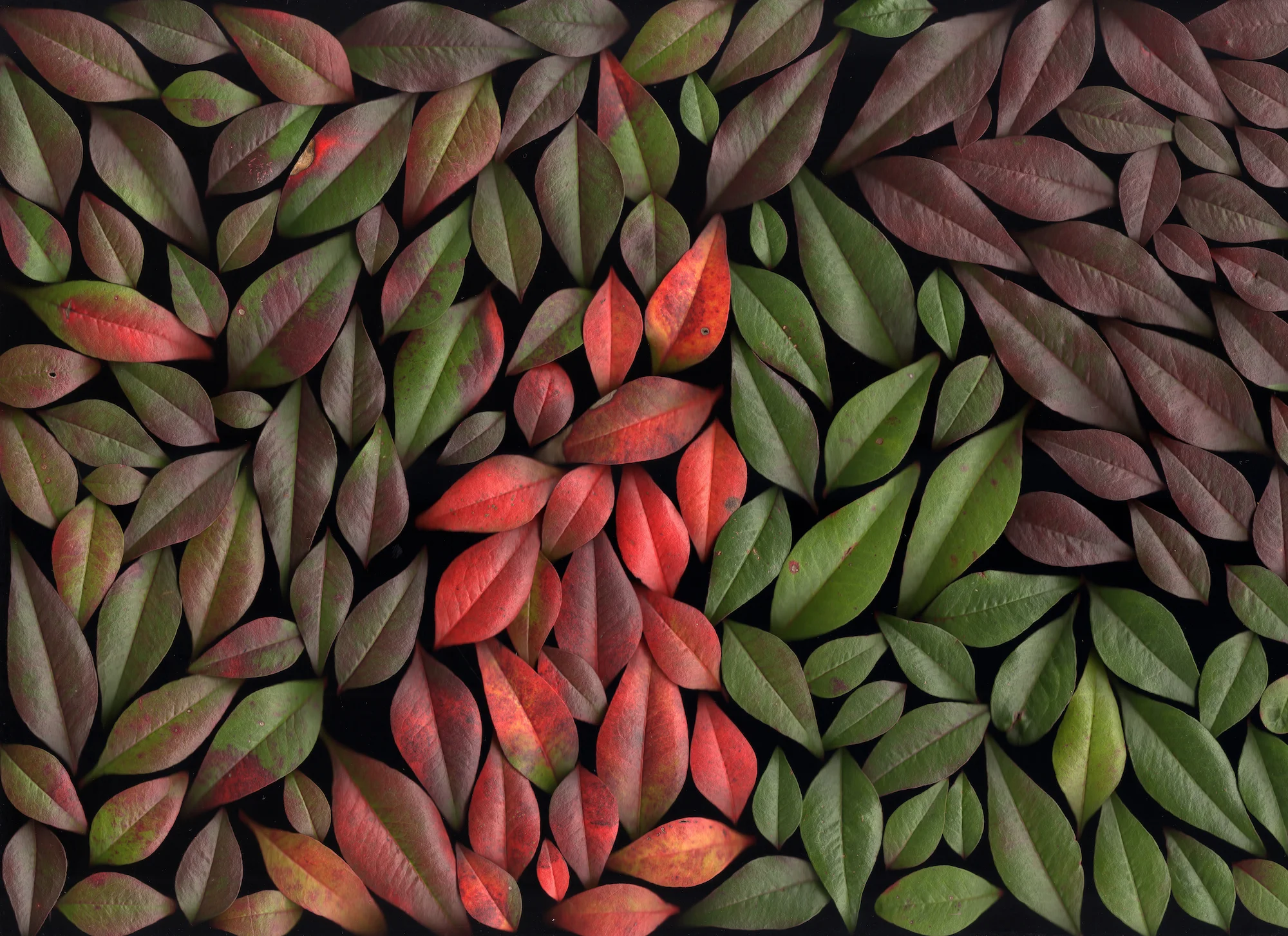 nandina001-web.jpg
