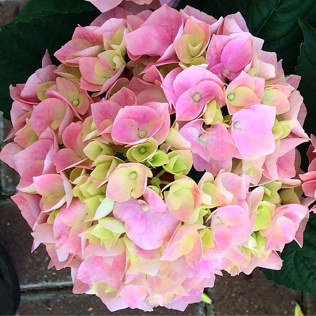 Hydrangeas come in a variety of colours from pink, green, white, purple and dusky red.
