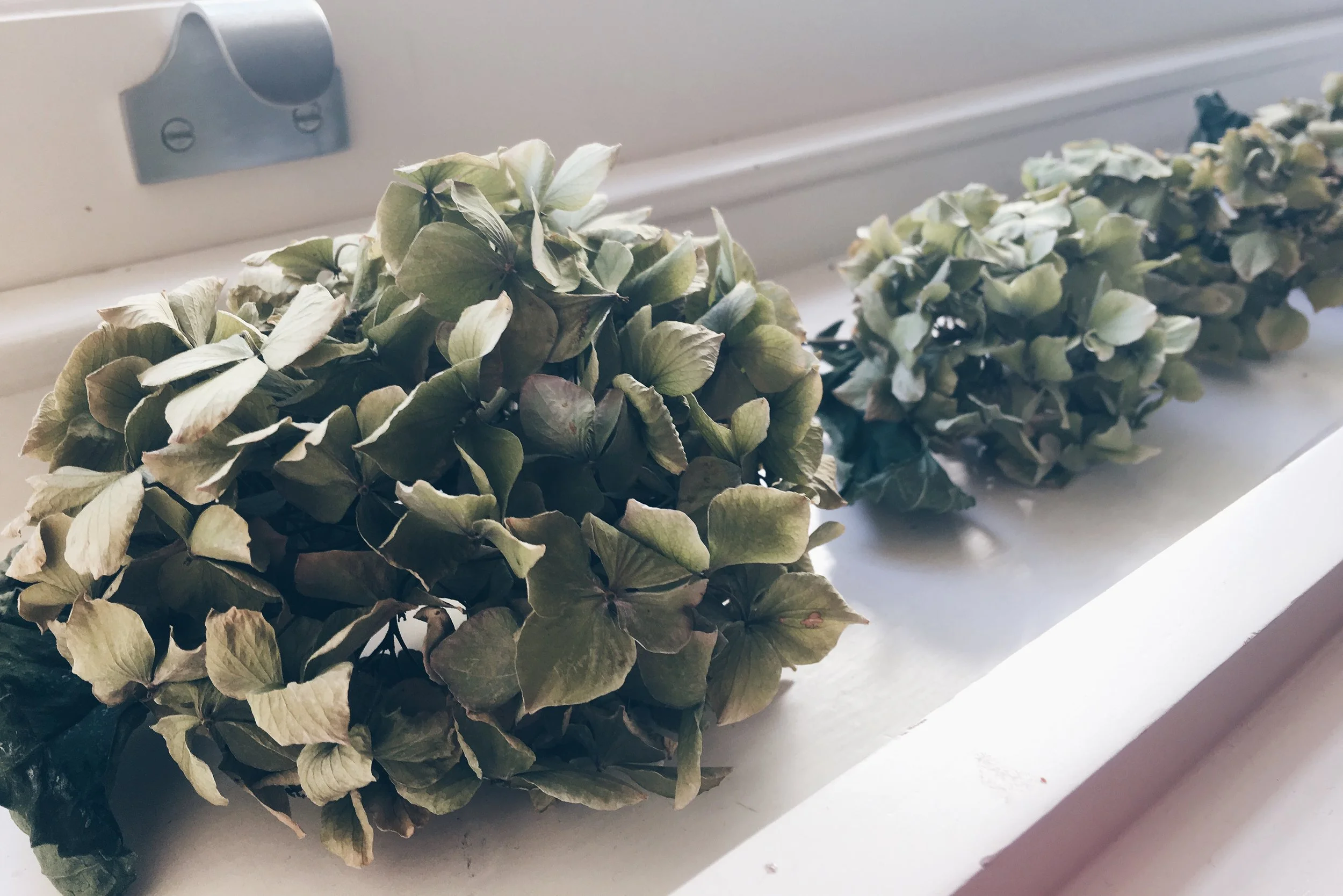Leave cut hydrangea heads to dry out for a few days on a window sill.