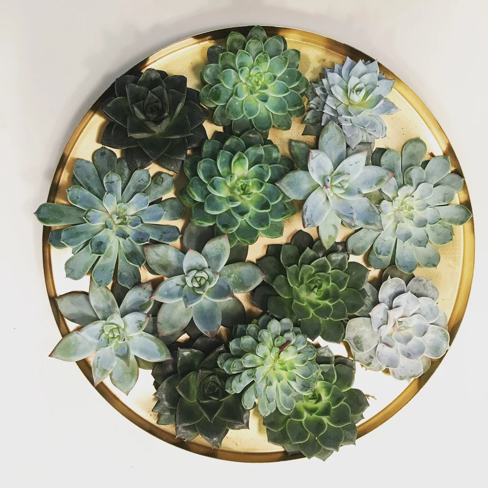 How To Make This Succulent Christmas Table Centrepiece — MELANIE