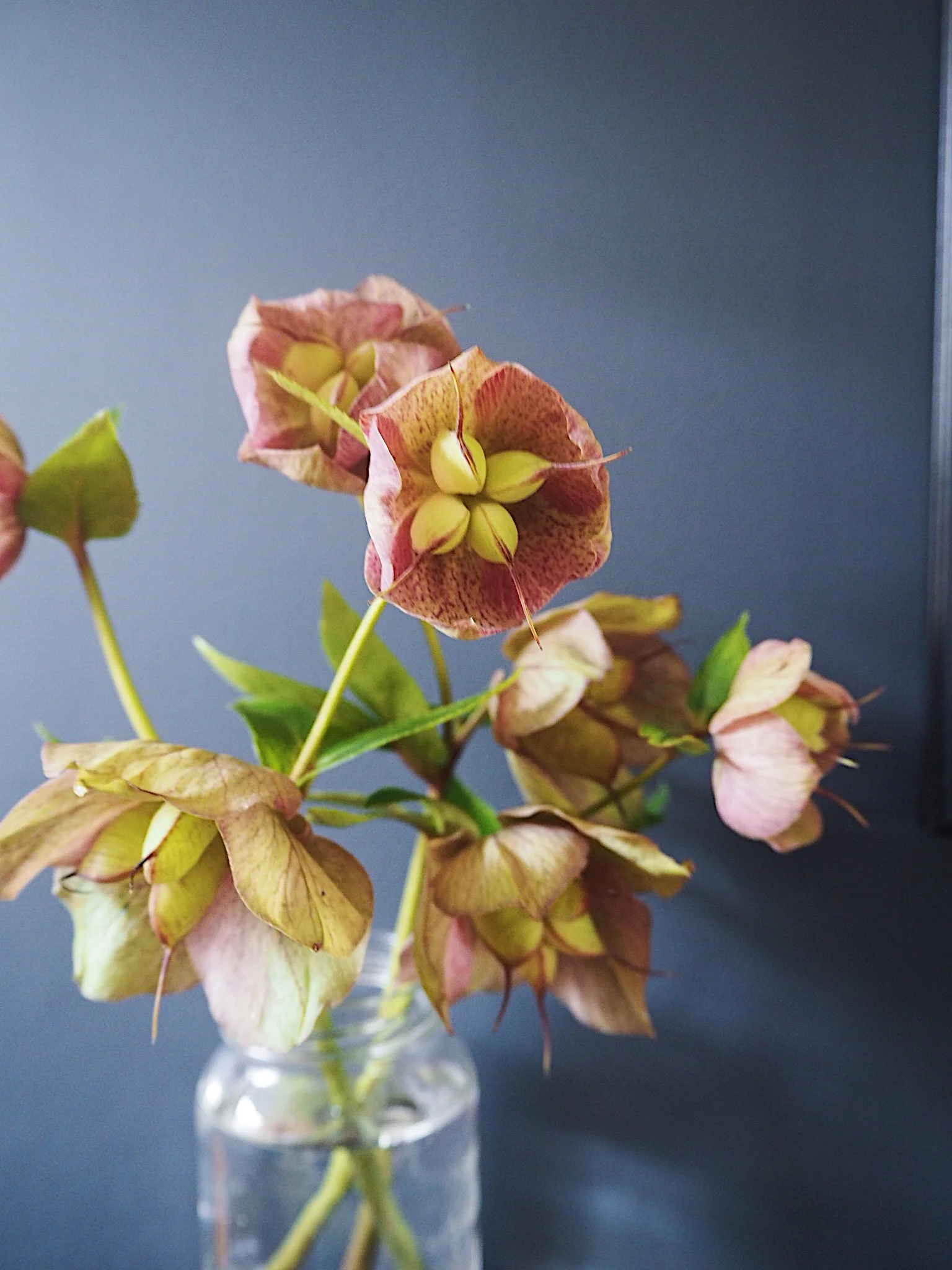 Hellbore flowers against Railings by Farrow & Ball