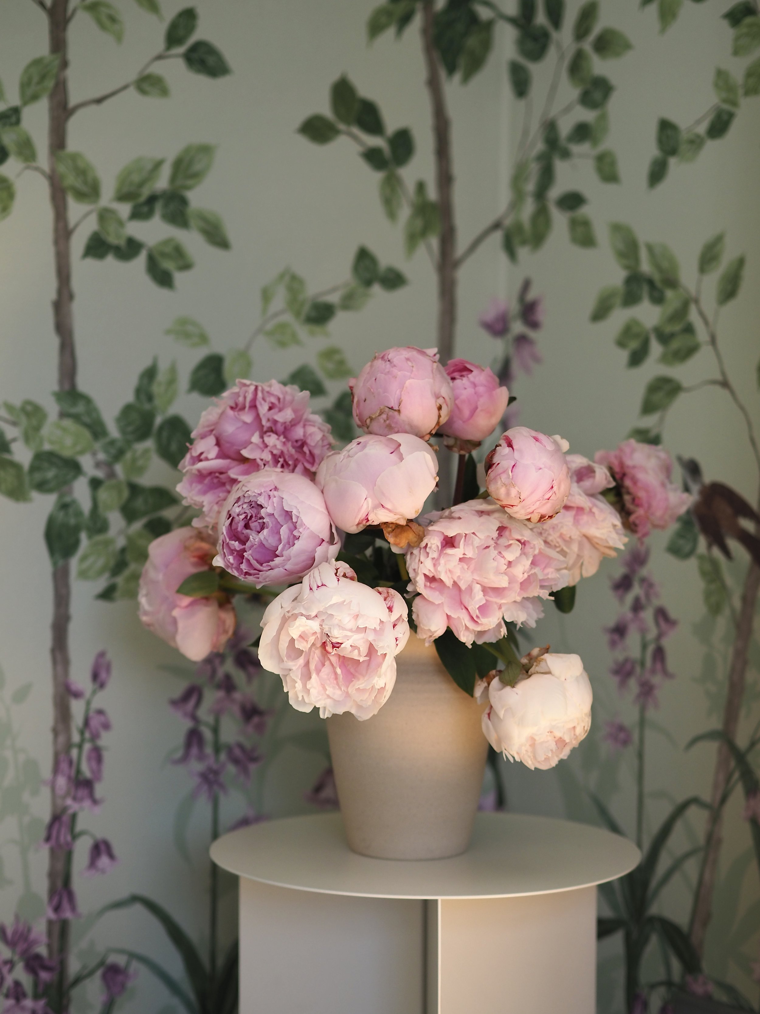 Peony Flower Season 5 Simple Tips On How To Get Peonies To Bloom Open