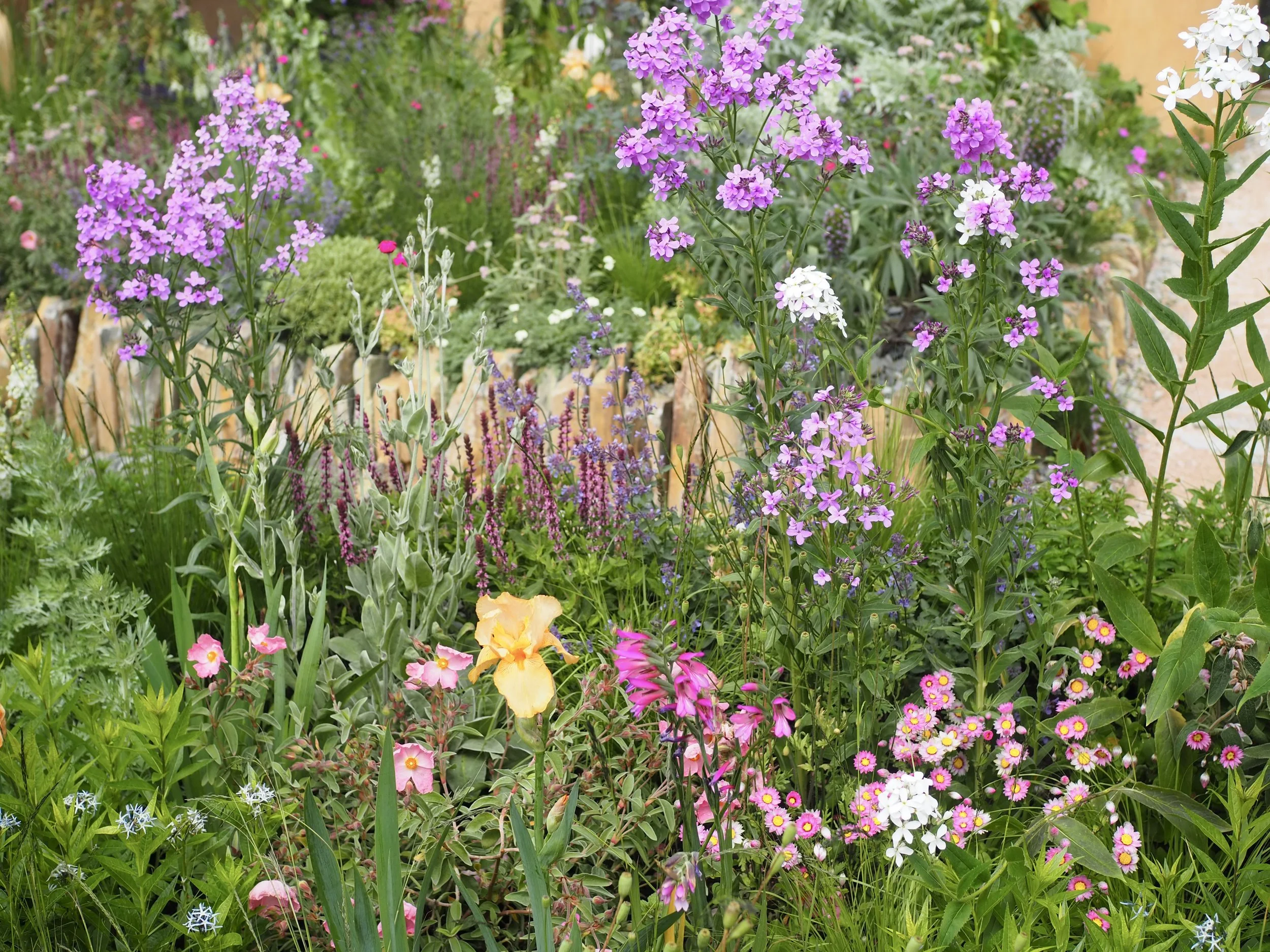 pink and purple garden plants