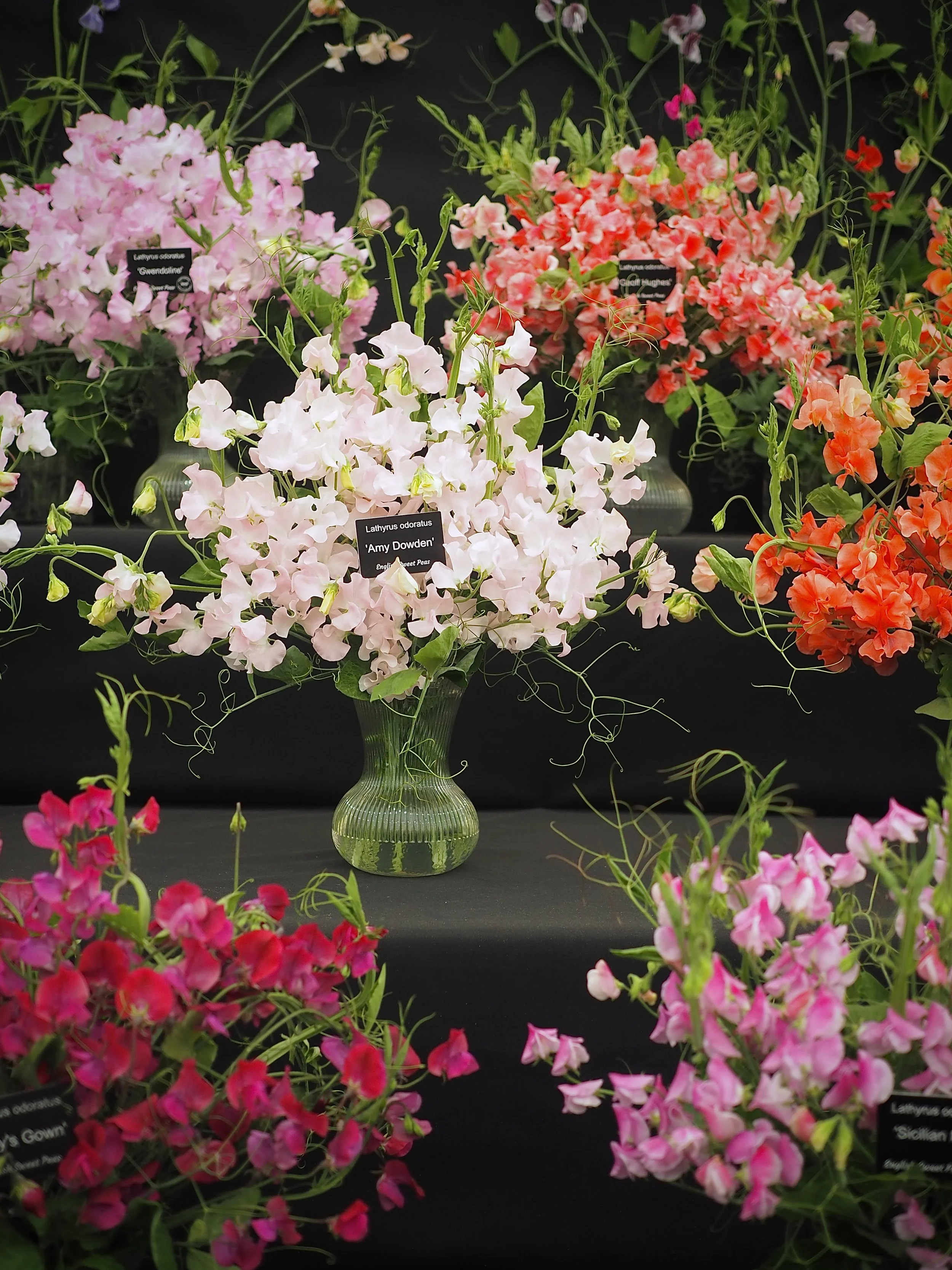 2026 Garden, Plant and Cut Flower Trends, As Seen At Chelsea