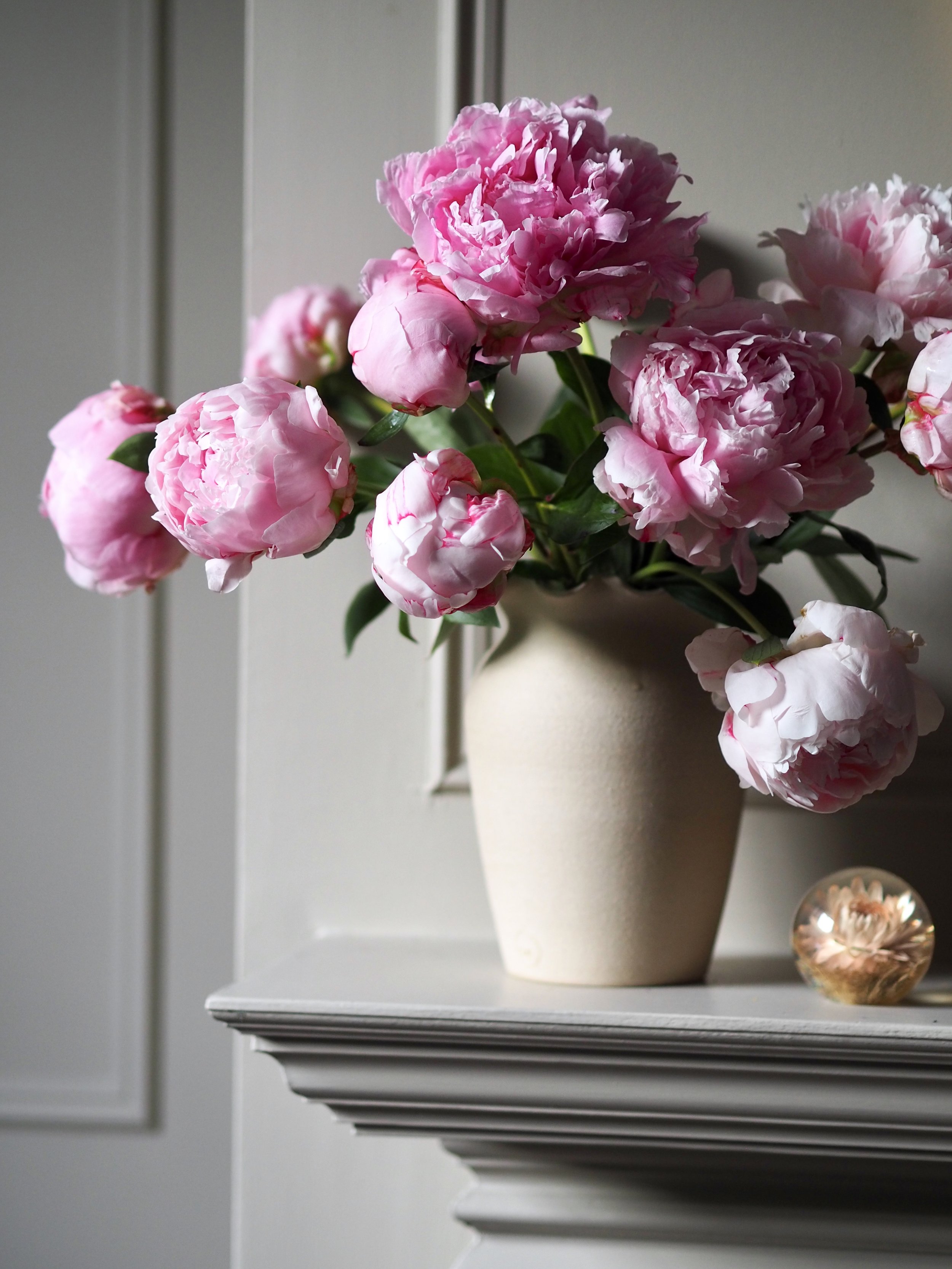 Peony Flower Season 5 Simple Tips On How To Get Peonies To Bloom Open