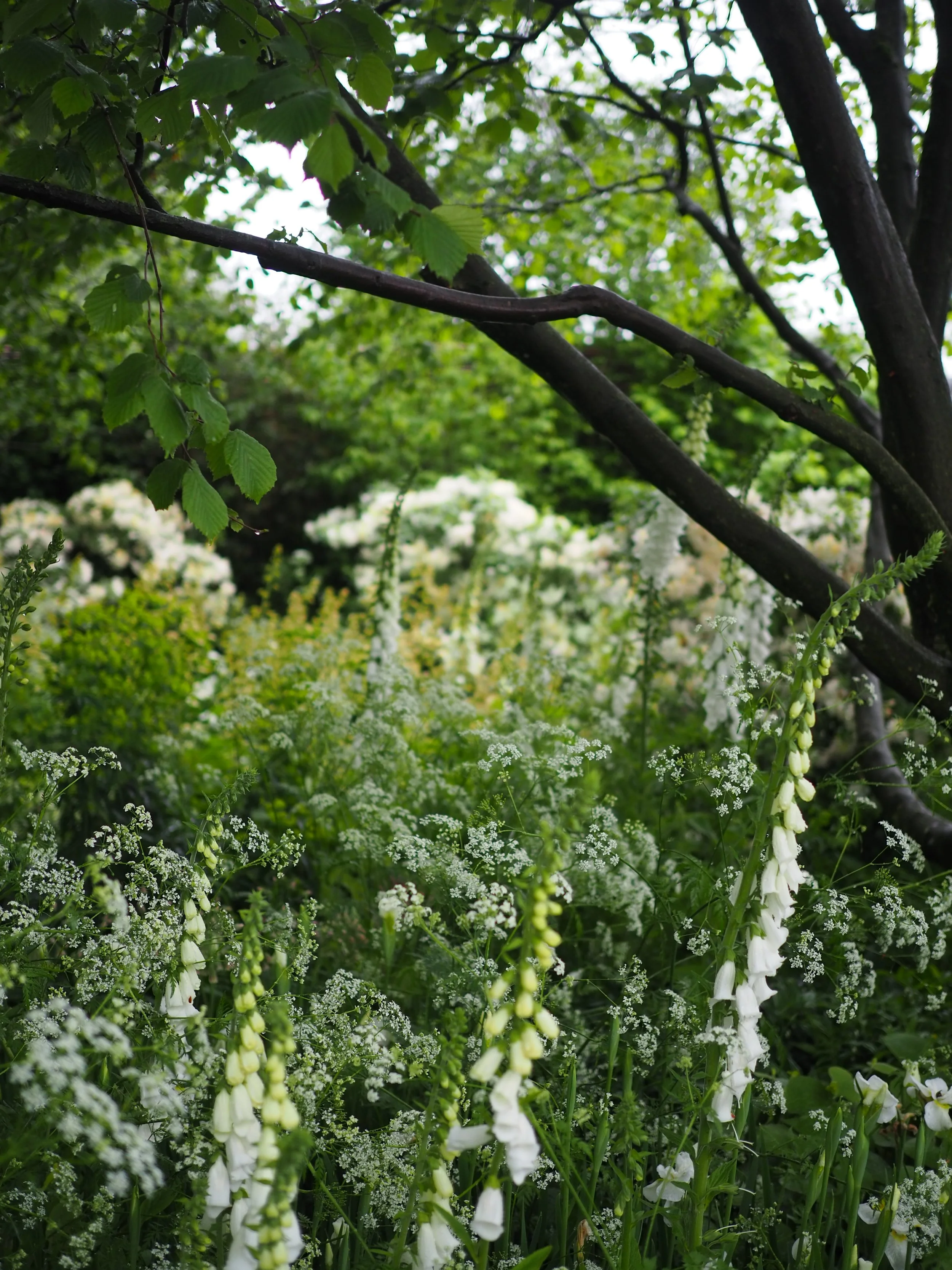 foxgloves chelsea flower show