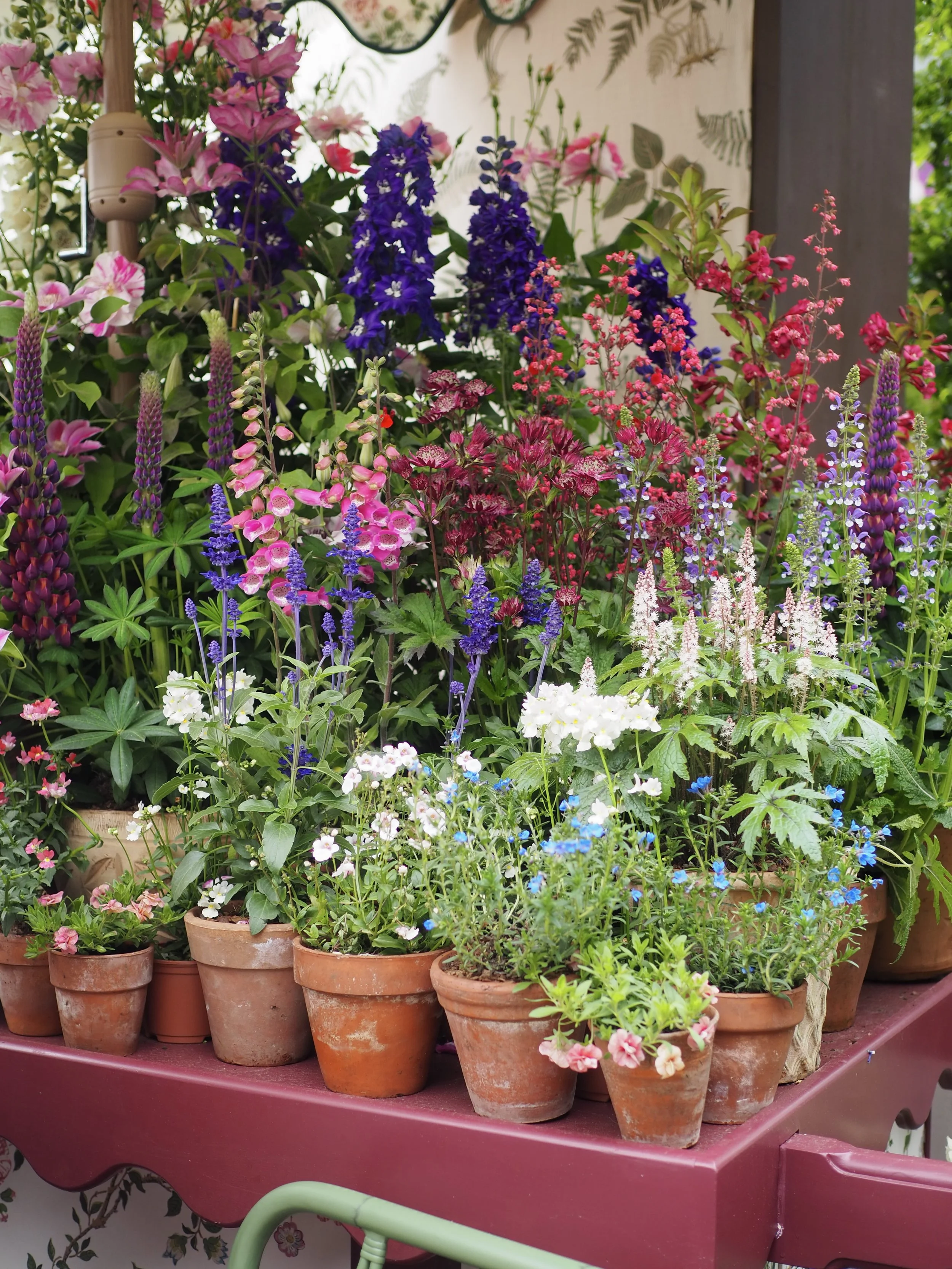 pot plant ideas