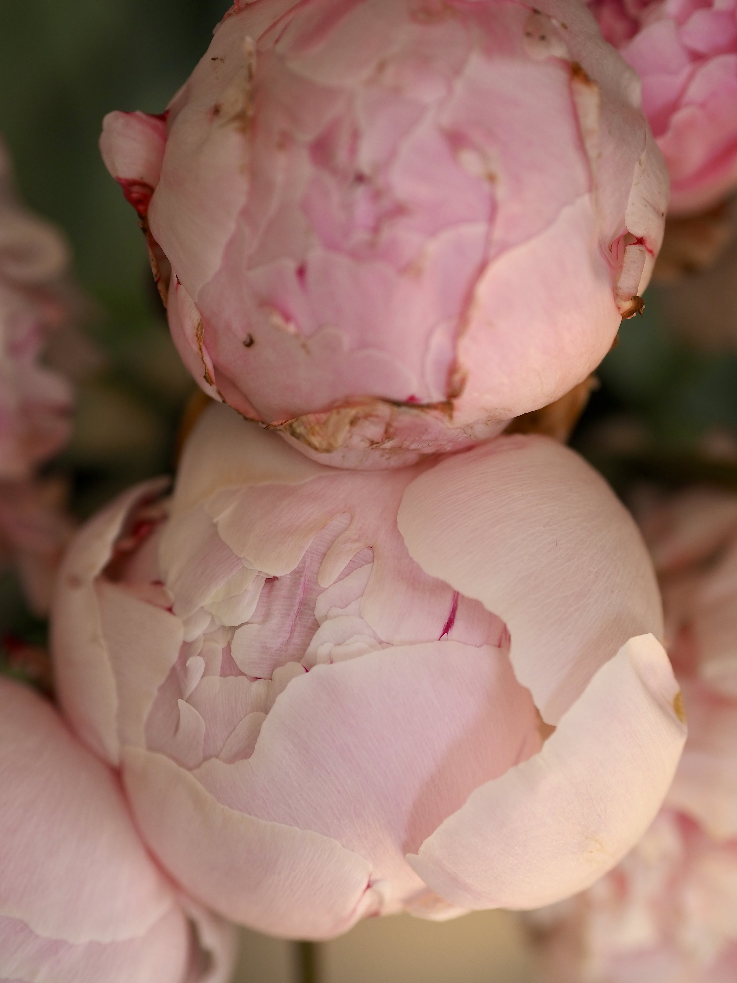 how to get peonies to open