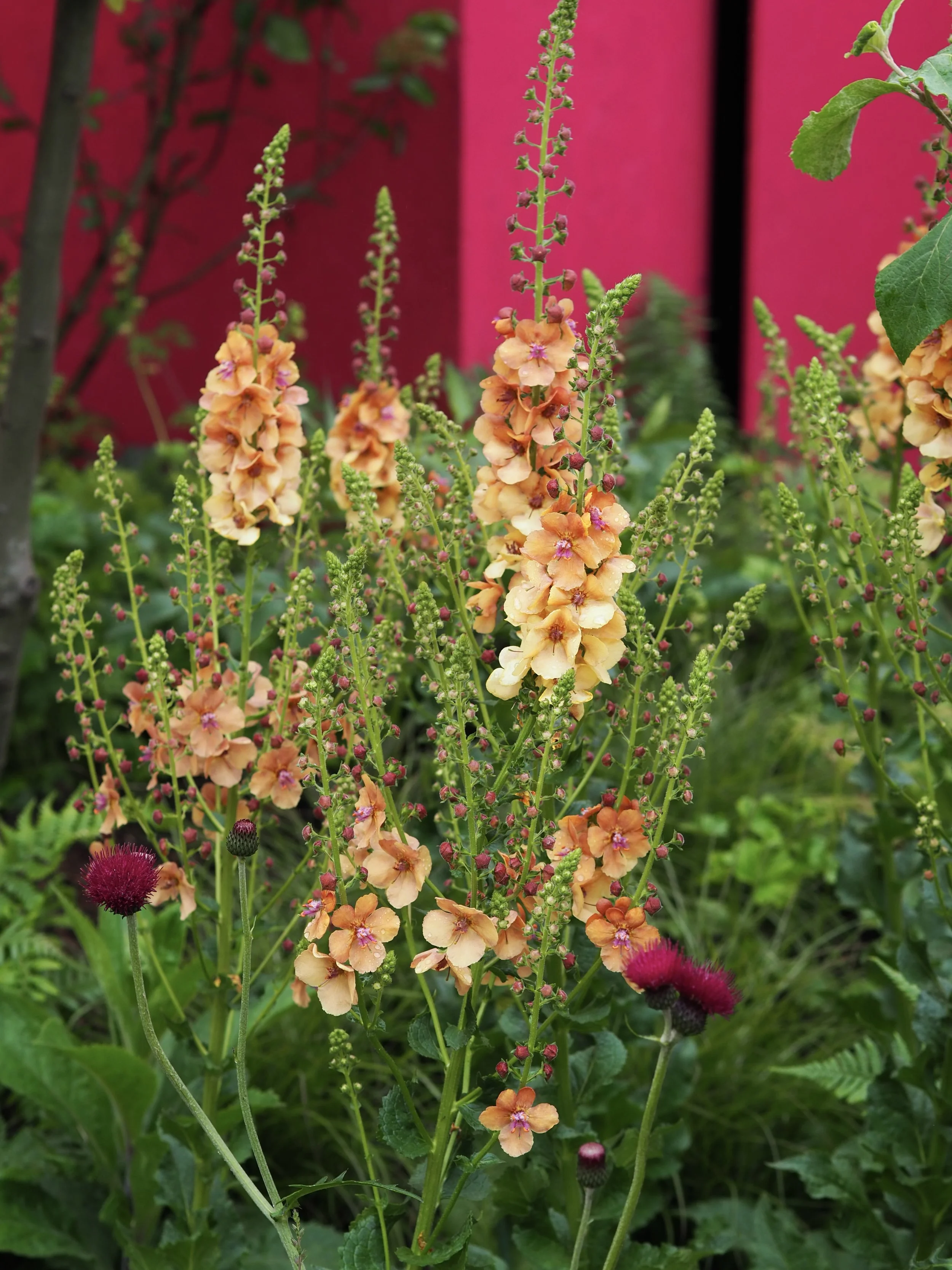 verbascum clementine