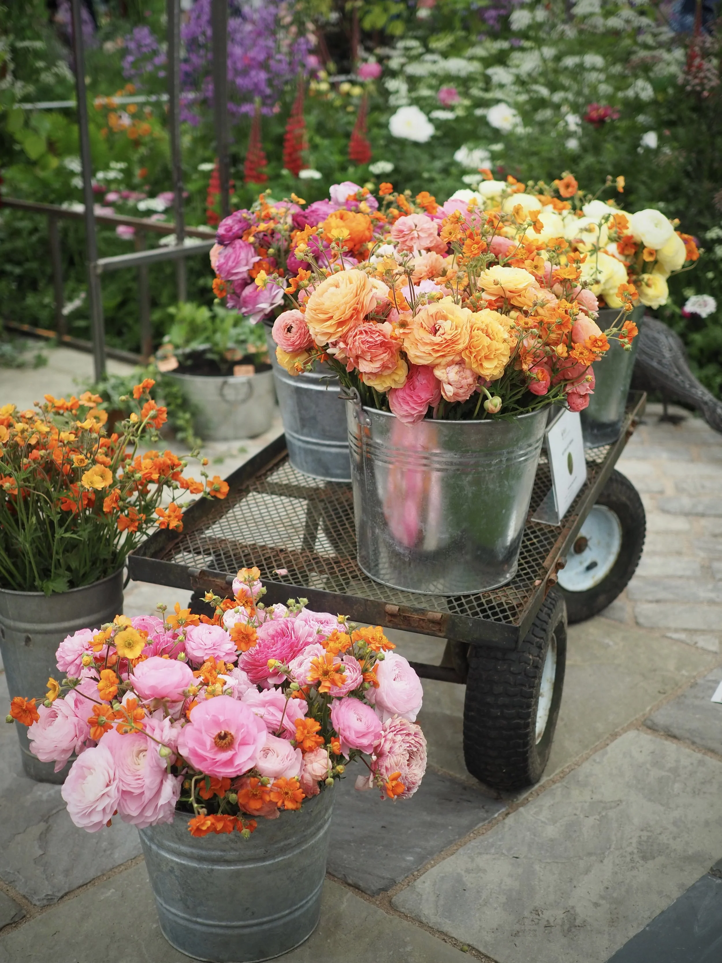 2026 Garden, Plant and Cut Flower Trends, As Seen At Chelsea