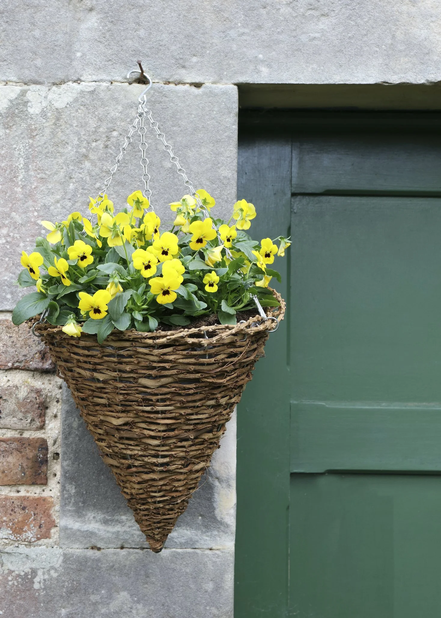Dobbies, Pansy and Viola, £3.99, 7700474.jpg