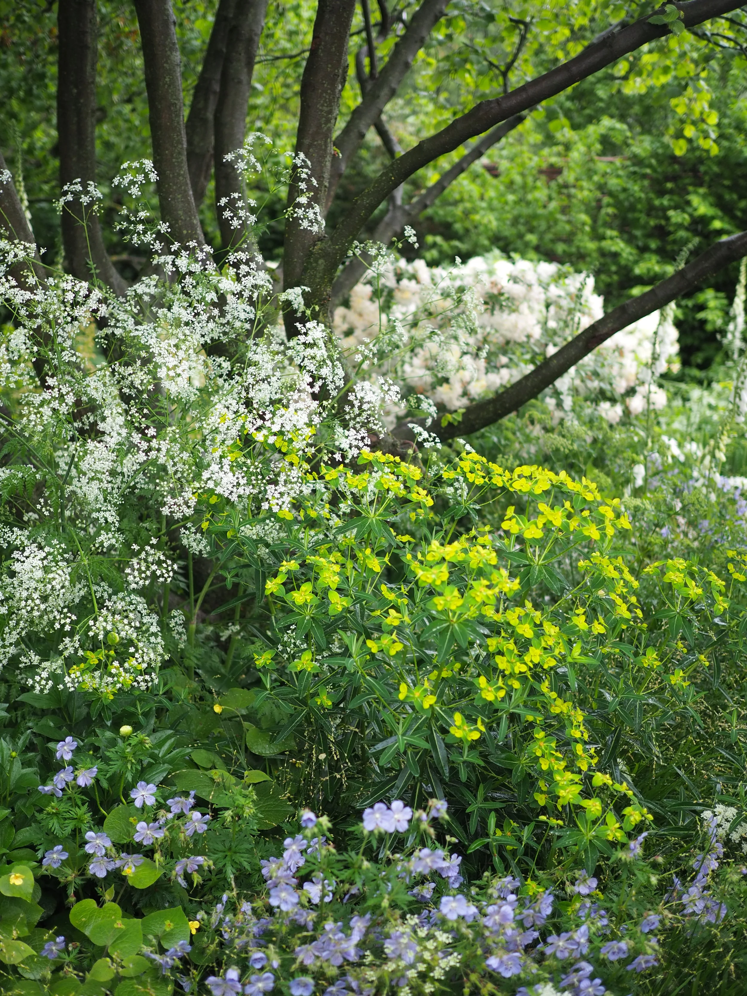 garden border ideas chelsea 2024