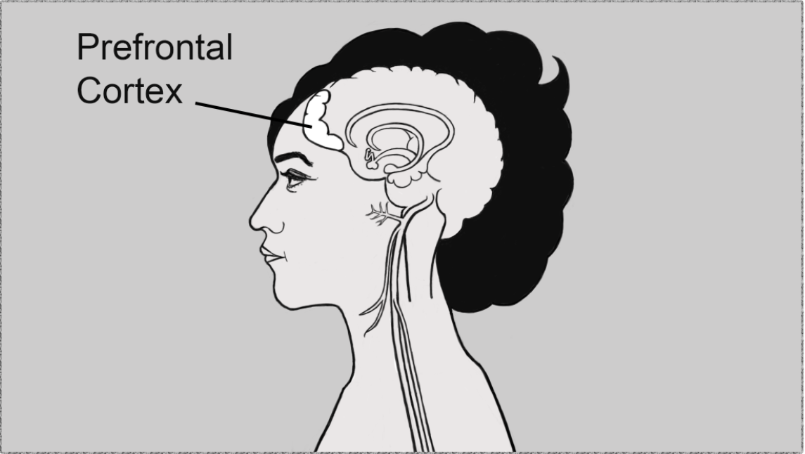 Prefrontal cortex shaded.PNG