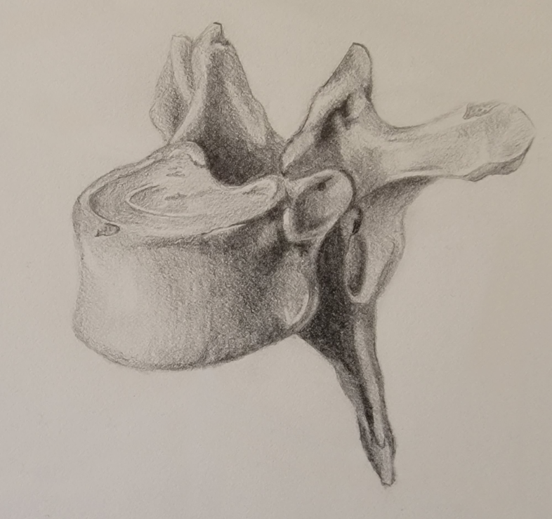 vertebrae.PNG