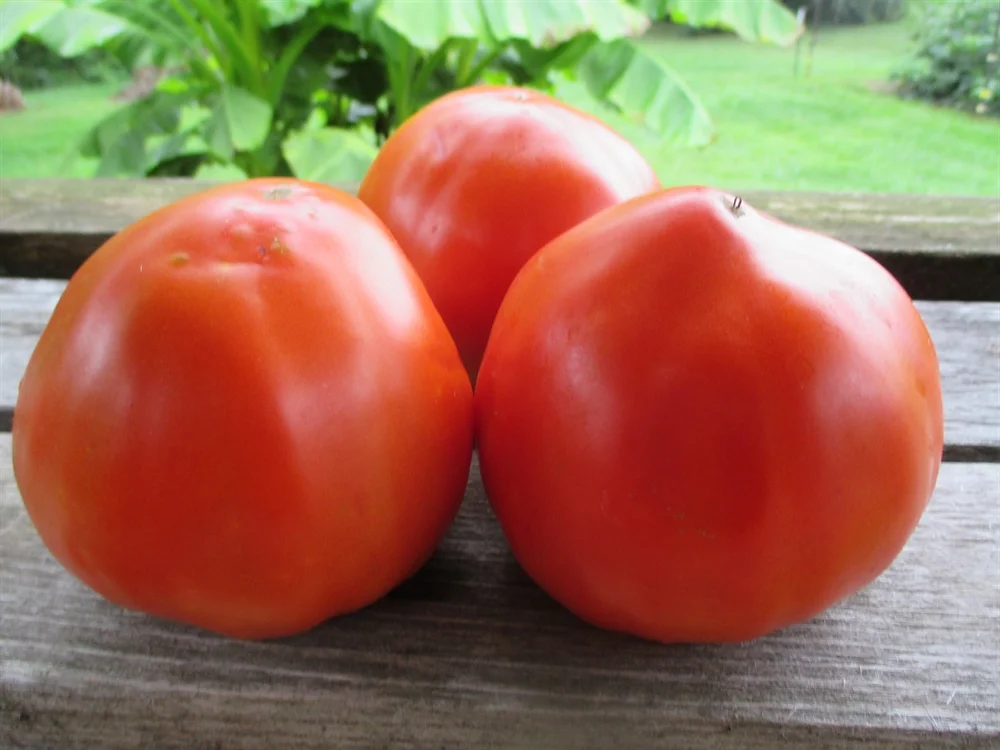 Italian Heirloom