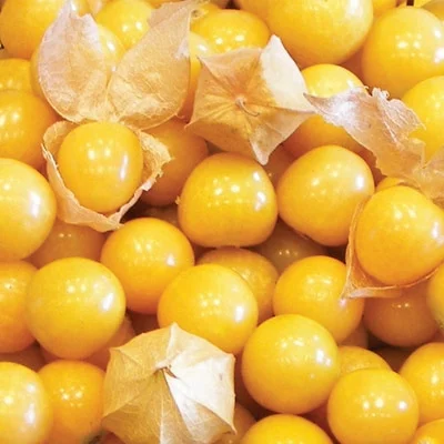 Aunt Molly's Ground Cherry