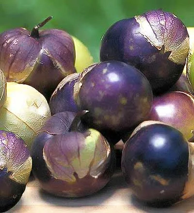 Tomatillo - Purple