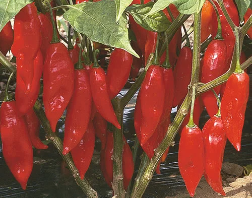 Hot Paper Lantern 🌶️🌶️🌶️🌶️🌶️