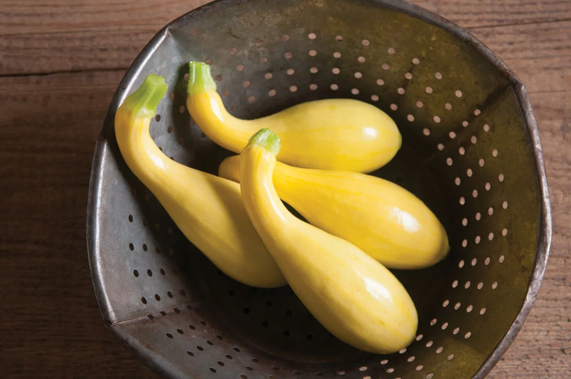 Gold Star Summer Squash