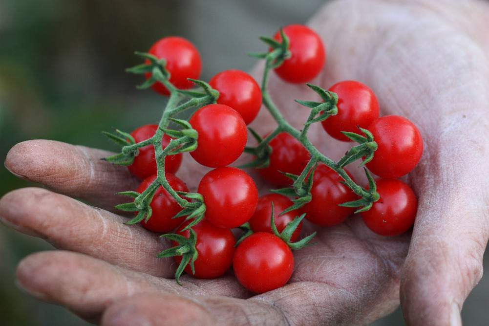 Matt's Wild Cherry