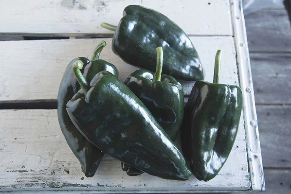 Baron 🌶️🌶️