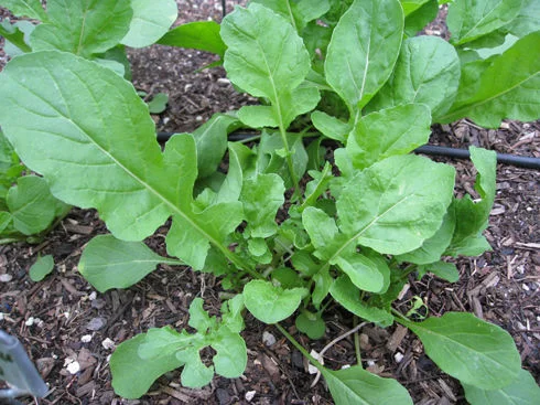 Arugula