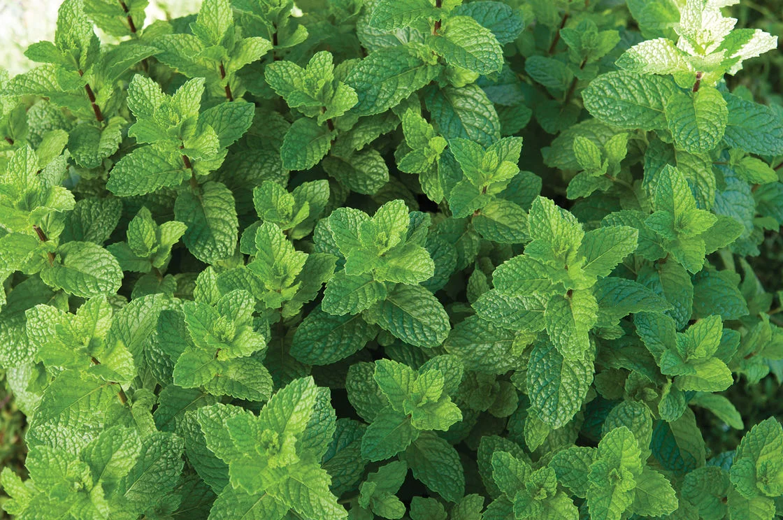 Doublemint