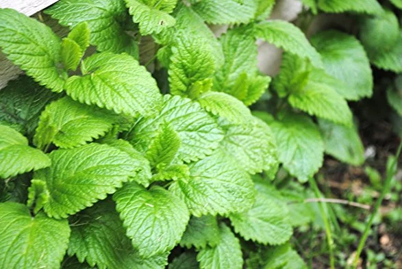 Peppermint