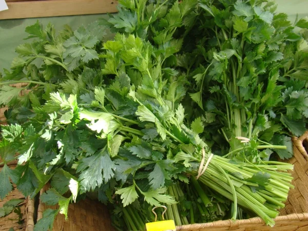 Cutting Celery