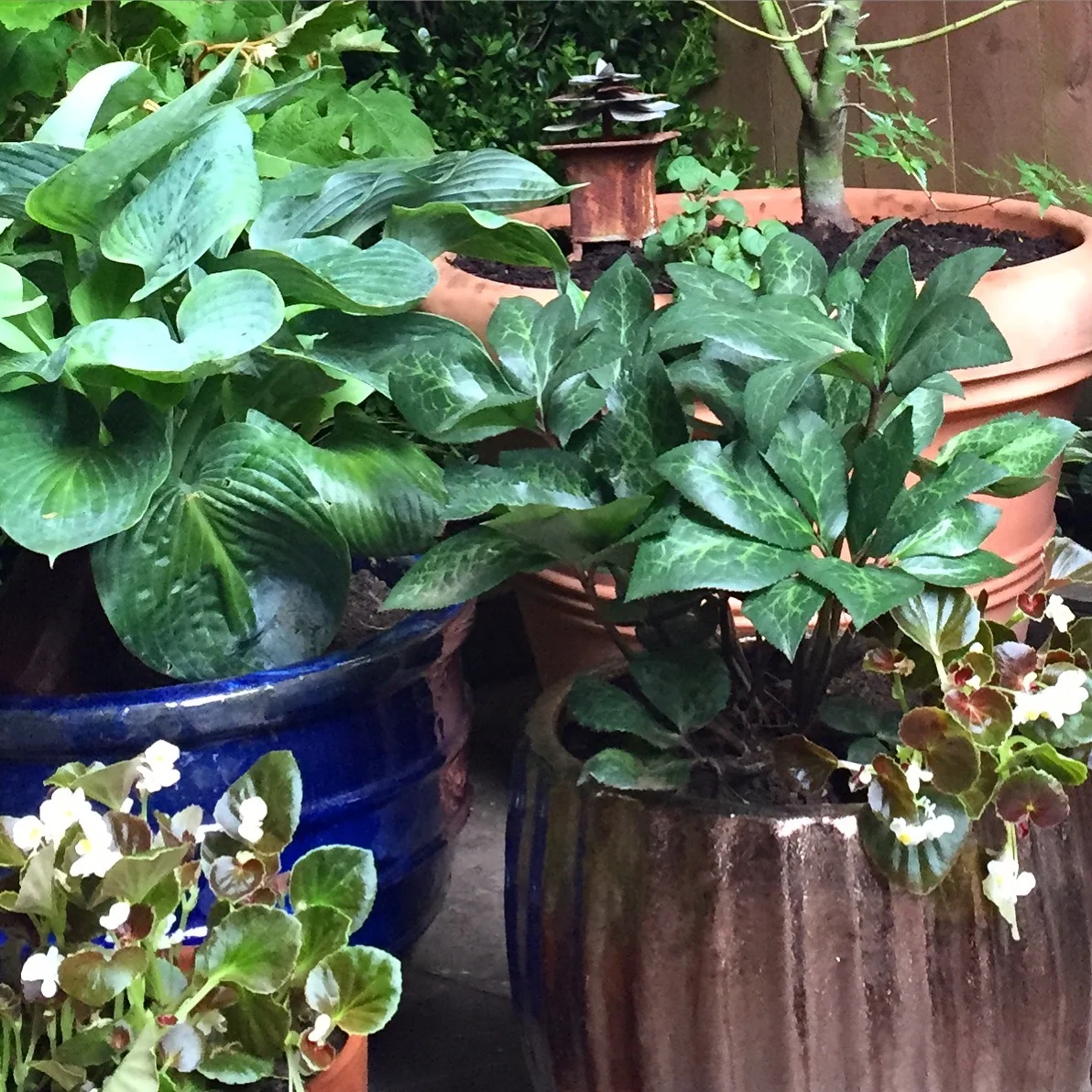 Fortgreen_Backyard_1.jpg