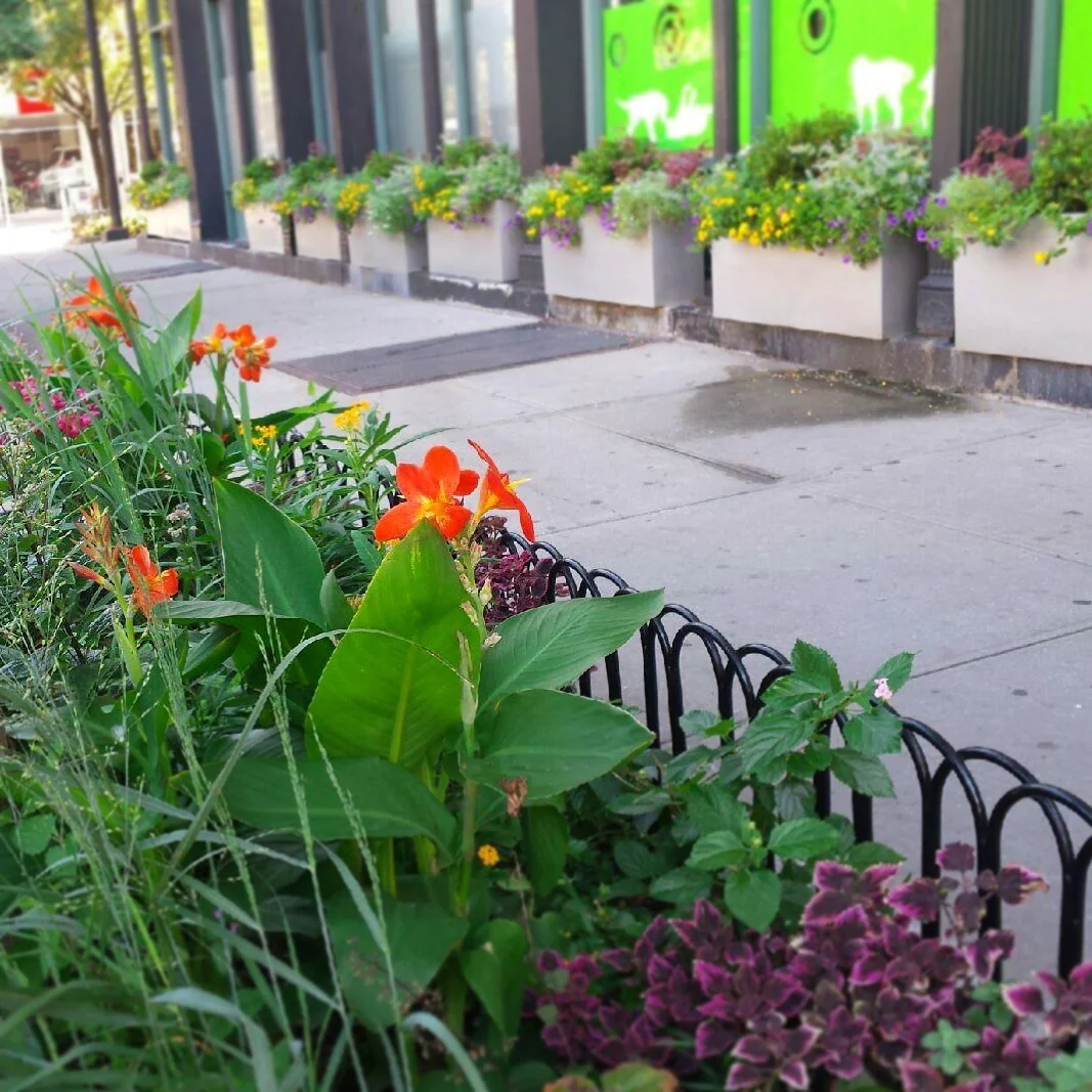 StreetPlanting1.jpg