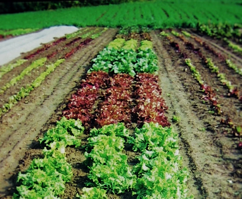 Organic Farm1.jpg