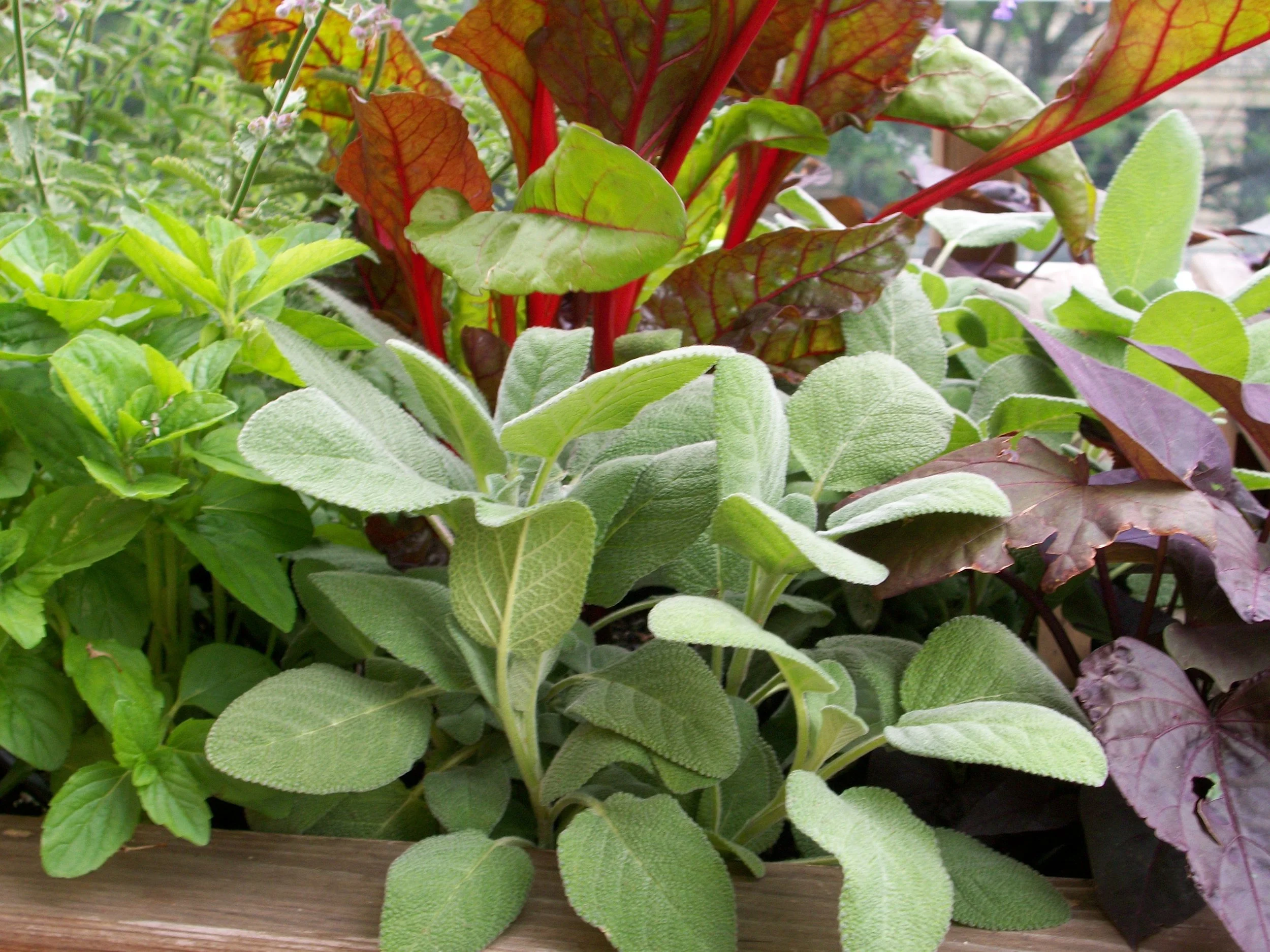SchoolGarden4.jpg