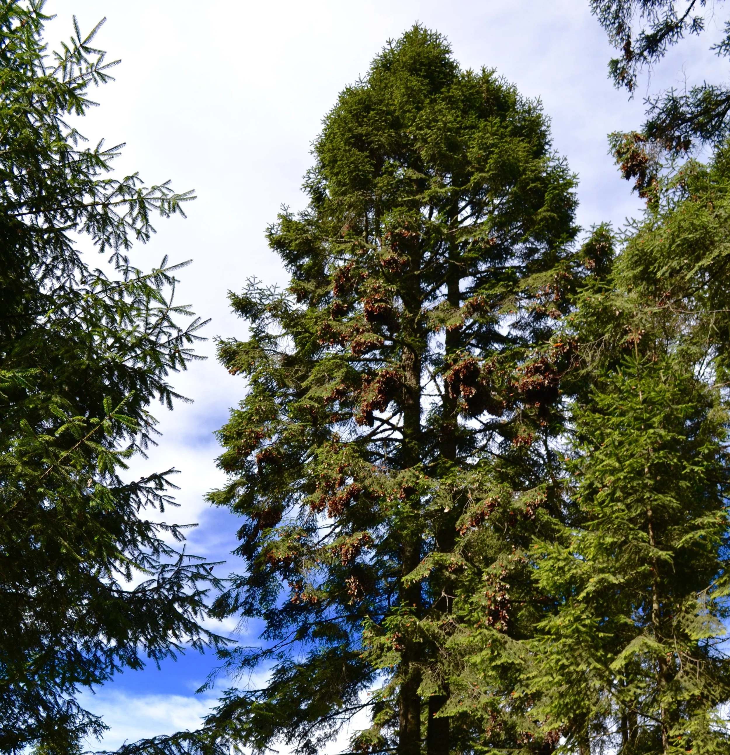 Each branch of the Oyamel tree is cloaked with thousands of monarchs, turning from grey to orange as the sun emerges.