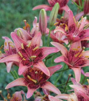 spring bulbs.png