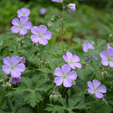 geranium.png