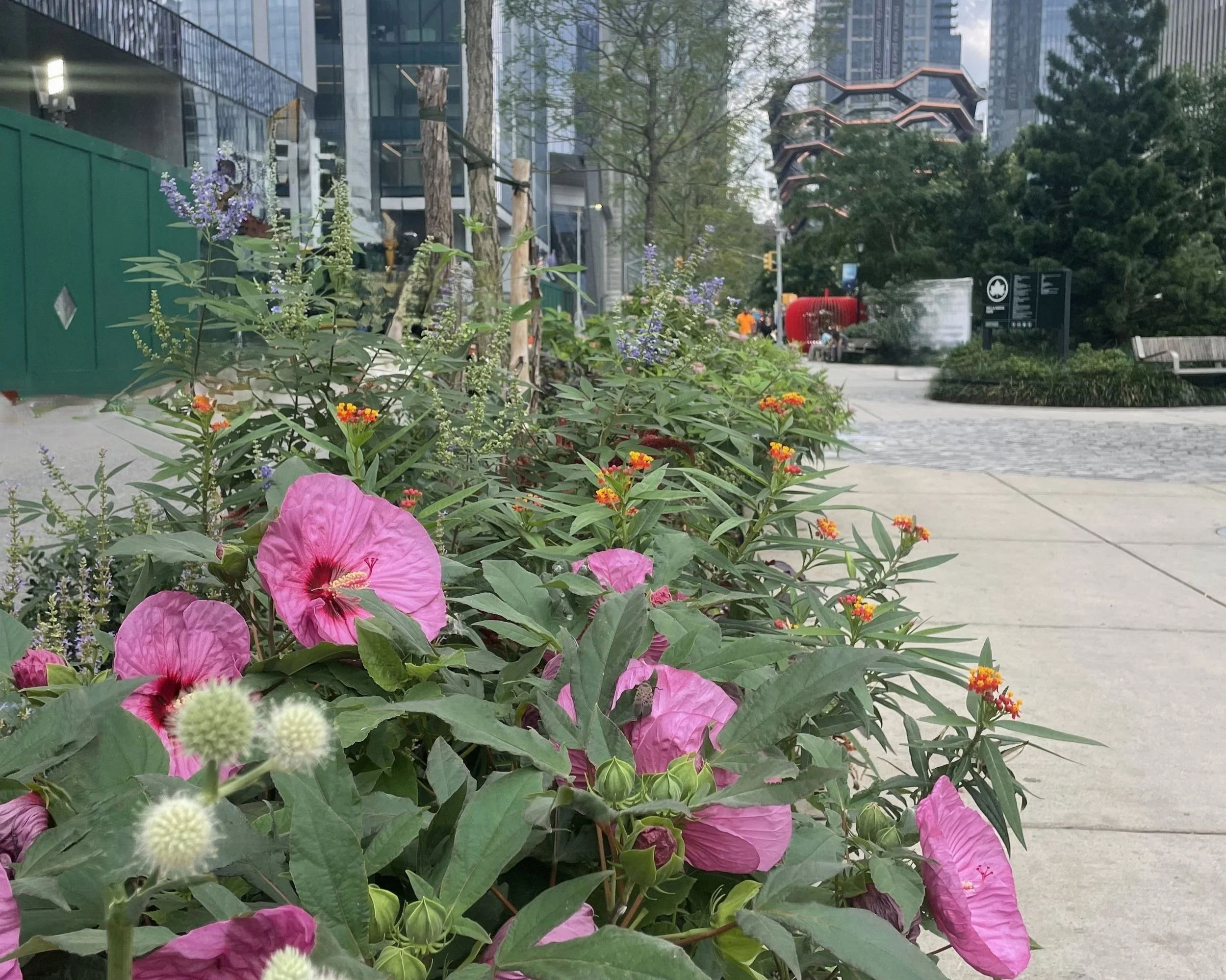 Midtown Sidewalk Meadow