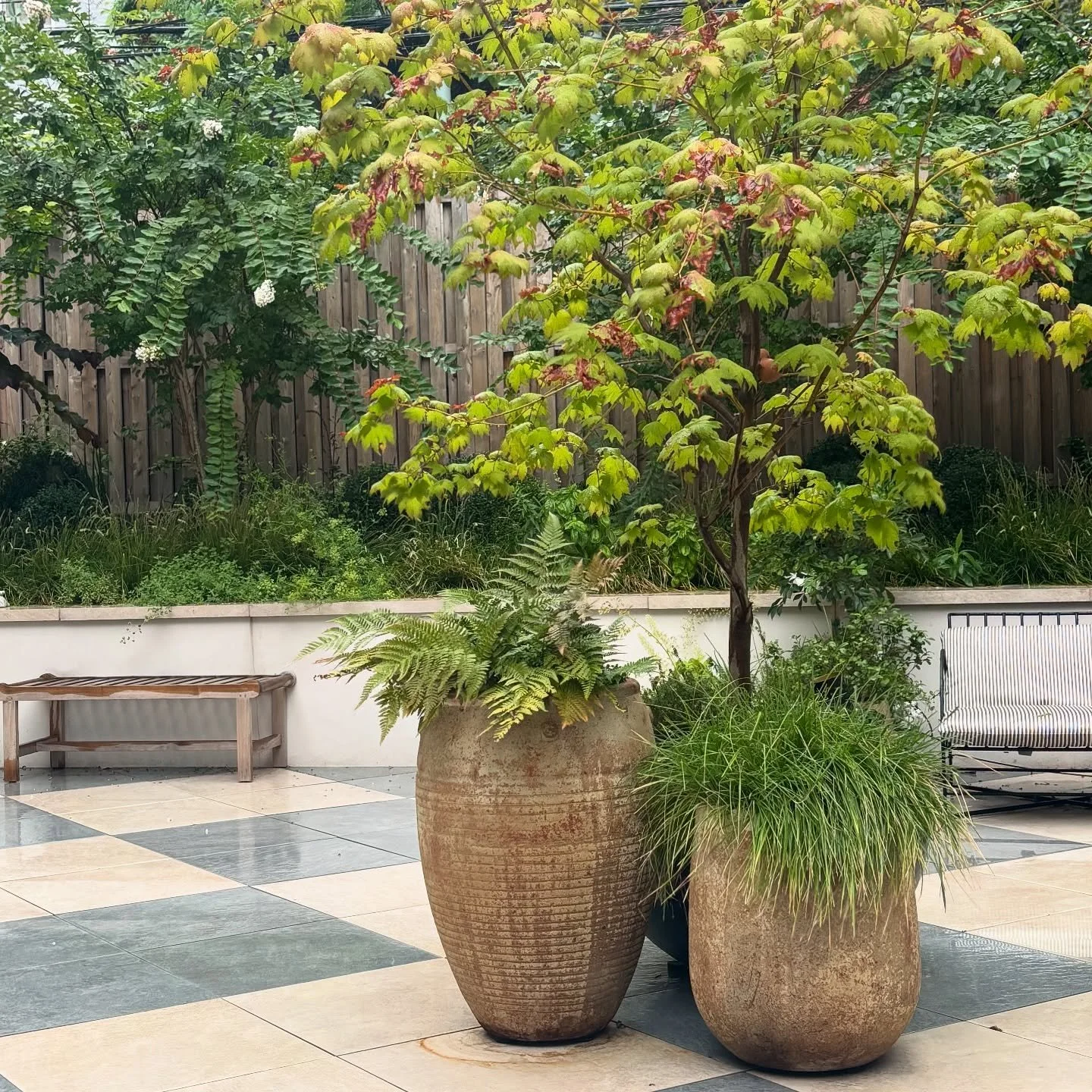 BROOKLYN PLANTERS | A grouping of planters in a (newish) brooklyn backyard. Planted with ferns, sedges and an existing maple that was held over from the before times. Simple, easy low maintenance with an elegance we can dig 🌸🌱✨