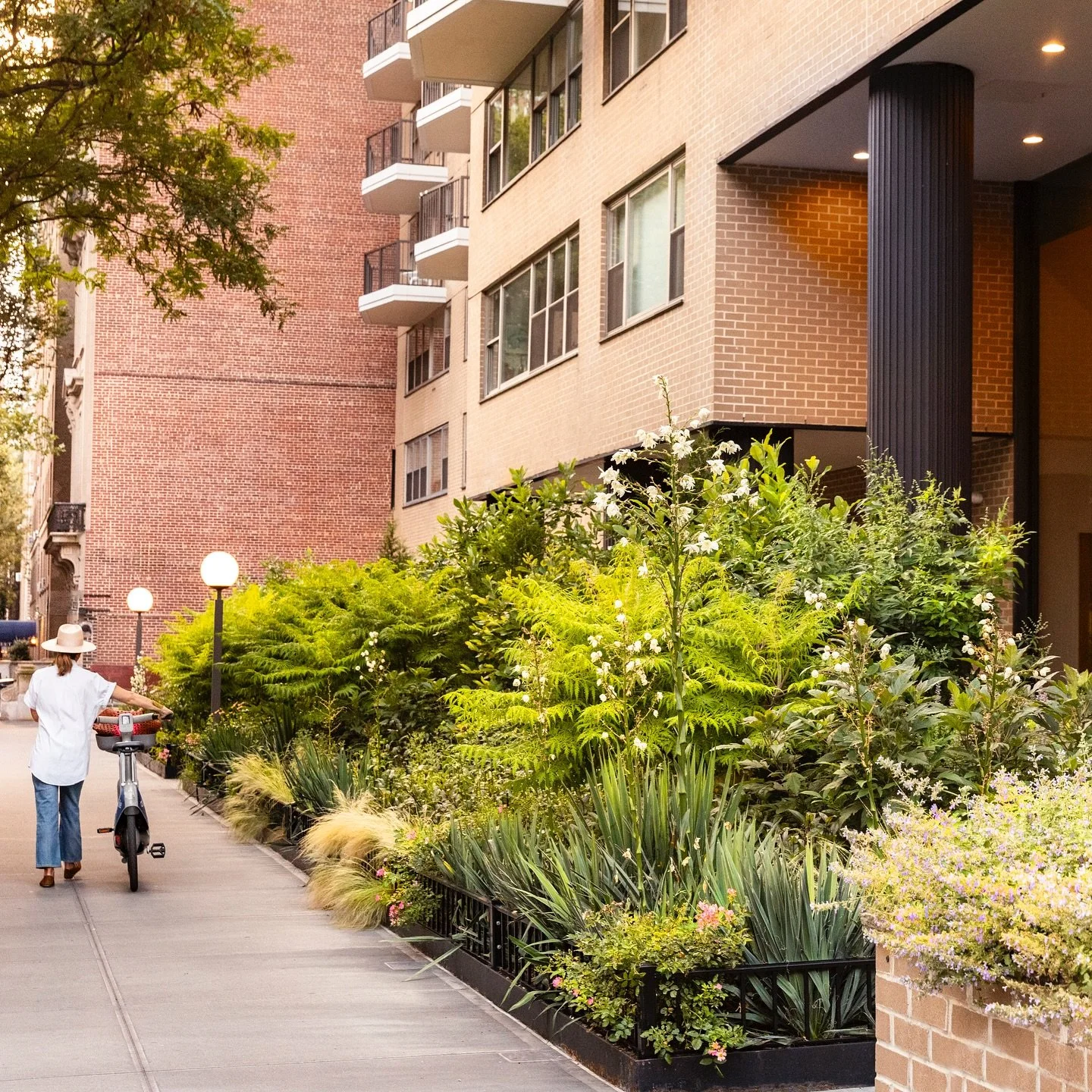 CENTRAL PARK WEST | This landscape on the upper west side went from formal boxwoods &amp; begonias to a wild ecological transformation under our design. From nearly zero habitat to a thriving and bustling plant, pollinator and bird sanctuary. From ea