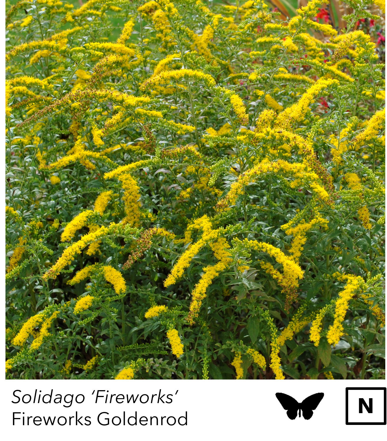 Solidag_Fireworks golden.png